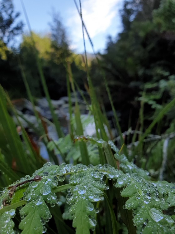 new fane mountain bike trails